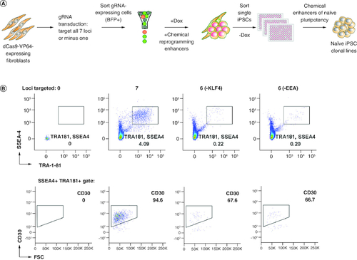 Figure 2. Generation of feeder-free single cell-derived naive-like CRISPRa iPSC lines.(A) Schematic representation of reprogramming platform combining the SunTag CRISPRa system, optimized stage-specific naive iPSC media, and single-cell sorting by FACS. (B) Flow cytometry analyses of three reprogrammed cultures selected for single-cell cloning by sorting. Other conditions were not sorted as iPSC markers were not detected.