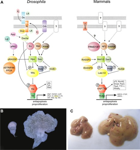 Figure 1 Hippo pathway signaling in Drosophila and mammals.