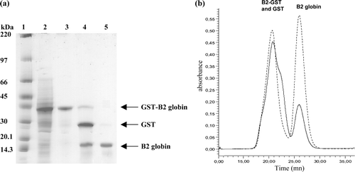 Figure 2.  Expression and purification of recombinant B2-GST globin. (a) Analysis of the purified B2-GST globin by SDS/PAGE on a gradient 4–20% polyacrilamide gel after Coomassie blue staining. Lane 1, molecular weight markers (kDa shown on the left); lane 2, total fraction of soluble proteins from cells containing the pGEX-B2 plasmid; lane 3, soluble B2-GST after purification and elution from the bound glutathione; lane 4, cleavage B2-GST by factor Xa; lane 5, purification by gel filtration Superdex 75. (b) Elution profile of the B2-GST globin on a superdex 75 10/300GL column after cleavage by factor Xa. The elution was followed by the absorbance at 280 nm (solid line) and 414 nm (dashed line).