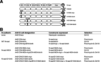 Figure 1 N-cadherin constructs. A. Diagram of wild type N-cadherin and N-cadherin mutants showing the myc or birch tags and the location of the W2A and D134A mutations. B. Table indicating the construct name, cell line designation and constructs expressed in each cell line.