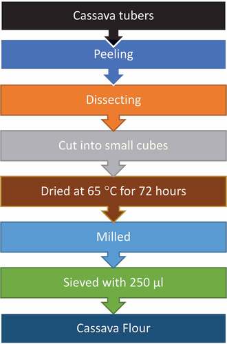 Figure 1. The flow chart of production of cassava flour.