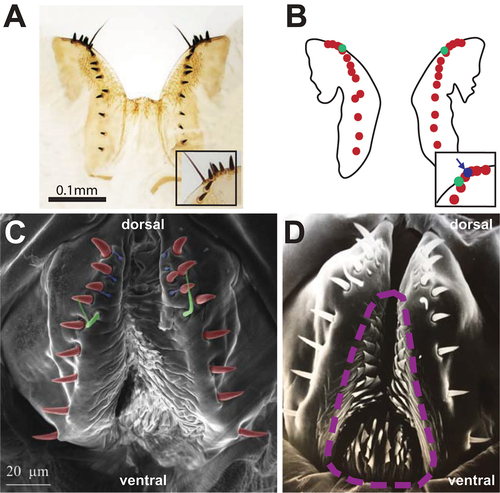 Figure 3. Hypogynial sensilla. [A] Light microscopy image of hypogynial lobes. Inset is a closeup of the posterior tip of one lobe. [B] Line tracing of [A], showing locations of bristle types. Hypogynial short sensilla are barely visible from this angle, but one is shown in the inset (arrow). [C] Scanning electron micrograph of female genitalia, posterior view. Colour-coding of sensilla types is as follows: Red, hypogynial tooth; Green, hypogynial long sensillum; Blue, hypogynial short sensillum. [D] Scanning electron micrograph of female genitalia, posterior view. The region covered with oviprovector scales is indicated with a dashed purple line.