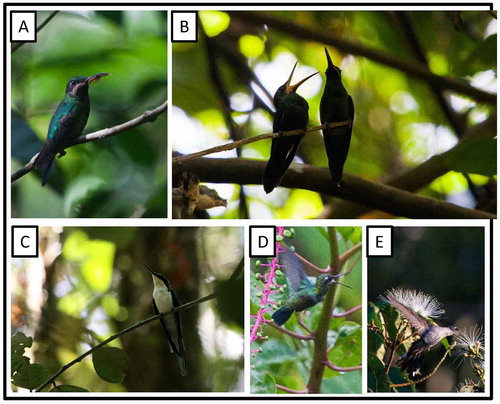 Figure 7. Photo-documentation of avian species during the faunal inventory in the vicinity of Boanamo, Orellana Province, Ecuador, 200–270 m. (A) Black-throated Brilliant Heliodoxa s. schreibersii, adult female with nesting material; (B) Black-throated Brilliant Heliodoxa s. schreibersii, adult female (right) beside begging fledgling; (C) Black-eared Fairy Heliothryx a. auritus; (D) Glittering-throated Emerald Amazilia fimbriata fluviatilis, feeding on small flying insects swarming around Phytolacca sp. fruits at forest edge; (E) Gray-breasted Sabrewing Campylopterus largipennis aequatorialis, feeding on Inga sp. flowers at forest edge. Photos H. F. Greeney.