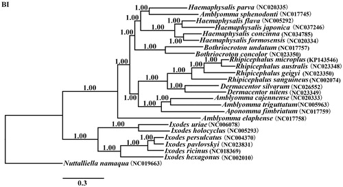 Figure 1. Phylogenetic relationships of Haemaphysalis japonica and other species based on mitochondrial sequence data. The concatenated amino acid sequences of 13 protein-coding genes were analyzed with Bayesian inference (BI), using Nuttalliellidae namaqua (NC_019663) as an outgroup.