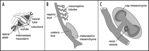 Figure 5 Pax2 and PTIP promote histone methylation. (A) Chromatin immunoprecipitation in cultured cells was done with the indicated antibodies, above the bar graphs and the precipitated DNA analyzed at an integrated Pax2 binding site. Cells were cultured with media alone (1, control), with Pax2 expression plasmids (2, Pax2), with a PTIP siRNA and Pax2 (3, SI Pax2) or rescued with a mouse PTIP that is resistant to the siRNA together with the siRNA and Pax2 (4, SI P + P). Note that Pax2 binds to its recognition sequence regardless of the presence of PTIP. PTIP localizes to the Pax2 recognition site only when Pax2 is expressed but not after knockdown with siPTIP. The H3K4 methyltransferase MLL2 localizes to the Pax2 recognition site in a Pax2 dependent manner and requires PTIP. PTIP knockdowns show no increase in H3K4 dimethylation, but the effect can be rescued with exogenous mouse PTIP. (B) A model of locus specificity for a histone methyltransferase (HMT) complex. Pax2 recognizes a specific sequence and recruits PTIP, potentially through the interaction with Phospho-serines. PTIP provides a link to the HMT complex, resulting in H3K4 methylation. These methylation marks provide docking sites for nucleosome remodeling factors that can promote sliding and assembly of RNA polymerase to activate or maintain gene expression.