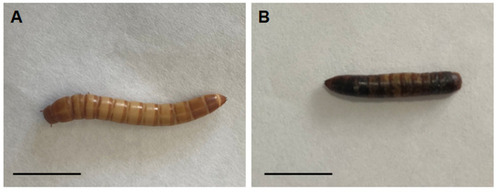 Figure 1 Representative images of Tenebrio molitor larva before and after interaction with Sporothrix spp. In (A), a healthy larva with no signs of disease. In (B), a dead larva after interaction with Sporothrix cells. Please note the increased melanization and body shrinkage in (B). Scale bar: 1 cm.