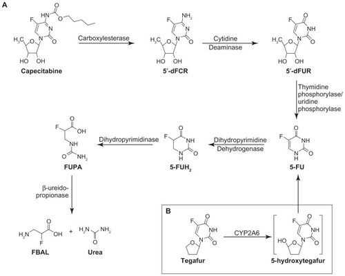 Figure 1 Metabolic pathways for capecitabine and tegafur. (A) Capecitabine is converted into active metabolite in situ by thymidine phosphorylase or uridine phosphorylase. Further 5-fluorouracil catabolism is initiated by dihydropyrimidine dehydrogenase, eventually yielding FBAL, a catabolite implicated in the etiology of hand-foot syndrome. (B) Tegafur is activated by cytochrome P450 2A6, forming 5-hydroxytegafur, an unstable intermediate which spontaneously converts to 5-fluorouracil. Reprinted by permission from Yen-Revollo JL, Goldberg RM, McLeod HL. Can inhibiting dihydropyrimidine dehydrogenase limit hand-foot syndrome caused by fluoropyrimidines? Clin Cancer Res. 2008;14:8–13.