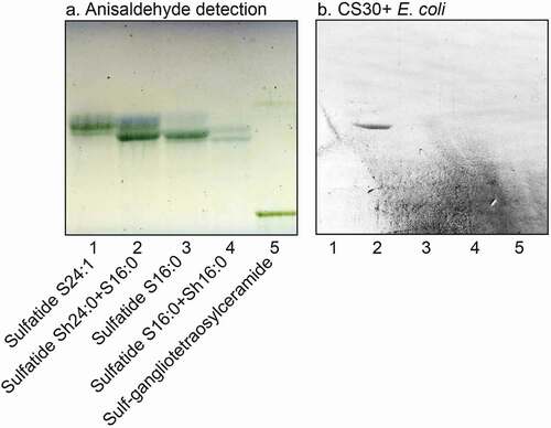 Figure 6. Binding of CS30 expressing E. coli to sulfatides with variant ceramides. Thin-layer chromatogram detected with anisaldehyde (a), and autoradiograms obtained by binding of the CS30 expressing E. coli strain E873 (b). The glycosphingolipids were separated on aluminum-backed silica gel plates, using chloroform/methanol/water 65:25:4 (by volume) as solvent system, and the binding assays were performed as described under “Materials and methods.” Autoradiography was for 12 h. The lanes were: Lane 1, sulfatide (SO3-Galβ1Cer) with d18:1–24:0 ceramide, 2 μg; Lane 2, sulfatide with d18:1-h24:0 ceramide and d18:1–16:0 ceramide, 2 μg; Lane 3, sulfatide with d18:1–16:0 ceramide, 2 μg; Lane 4, sulfatide with d18:1–16:0 ceramide and d18:1-h16:0 ceramide, 2 μg; Lane 5, sulf-gangliotetraosylceramide (SO3-3Galβ3GalNAcβ4Galβ4Glcβ1Cer), 2 μg