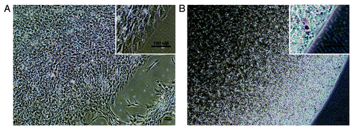 Figure 2. Phase-contrast photographs of a representativ hEP cell line micromass and HyStem-4D bead used in fate-space screening A. hEP cell micromass from the cell line T42 cultured in the presence of BMP4. B. hEP cell HyStem-4D bead constructs from the cell line T42 cultured in the presence of BMP4. (Scale bar, 100 microns).