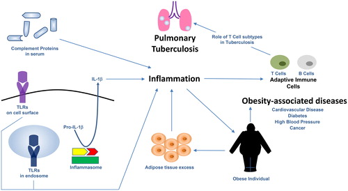 Figure 1. Role of host immune components in tuberculosis and obesity.