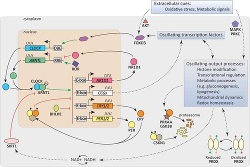 Figure 1. Circadian clock. Model of the circadian core oscillator, showing the main core clock genes and transcription/translation feedback loops, as well as clock (controlled) genes (CCGs) that link the molecular clock to oscillating output processes. The core clock proteins are depicted as circles (CLOCK, ARNTL, CRY, PER, NR1D1).