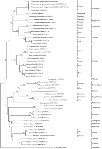 Figure 1. Phylogenetic tree reconstruction of 49 taxa using maximum likelihood based on complete chloroplast genome sequences. The bootstrap values were based on 1000 replicates, and are indicated next to the branches.