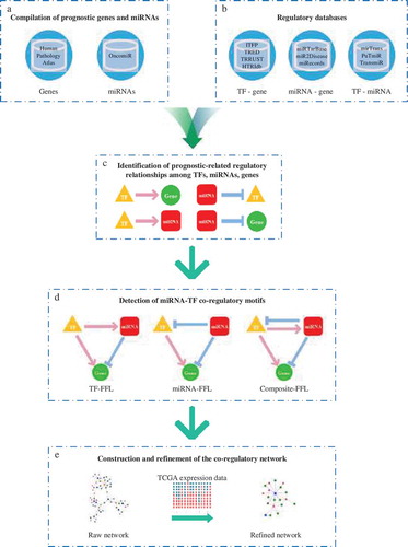 Figure 1. An overview of the computational approach to build prognostic miRNA-TF co-regulatory networks in human cancers. (a) We collected prognosis-related genes and miRNAs for 12 cancers by referring to established databases. (b) Regulatory relationships were obtained from 10 public interactome resources. (c) We screened out prognosis-related regulatory interactions whose target nodes or regulator nodes are known to be relevant to prognosis, forming an entirely synthetic network by merging all interaction types. (d) We then identified three types of FFLs from the combinatorial network using a network motif detection algorithm. (e) We constructed the co-regulatory network which comprises three types of FFLs and incorporated expression data from TCGA to filter out more precise FFL patterns in each network.