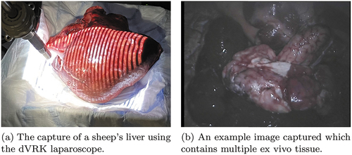 Figure 2. Shown in (a) and (b) is the setup for the medical dataset collection. Image (a) shows an example of tissue captured using the dVRK laparoscopy. (b) does not contain projection patterns and would be fed as an input to the neural network.