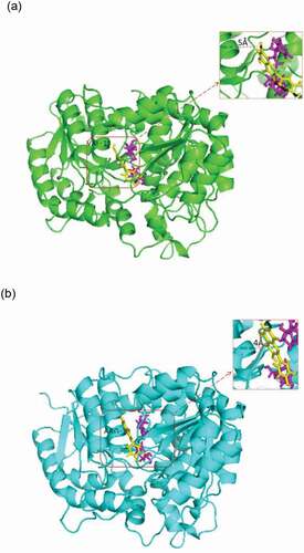 Figure 6. Complex of wild-type UGT88A1 (a) or mutant V18R (b) with substrates. Quercetin (yellow) and UDP-glucose (magenta) are shown as stick models. Distances (Å) between the acceptor quercetin and the residue Val-18 or the residue Arg-18 are labeled and indicated with dashed lines.