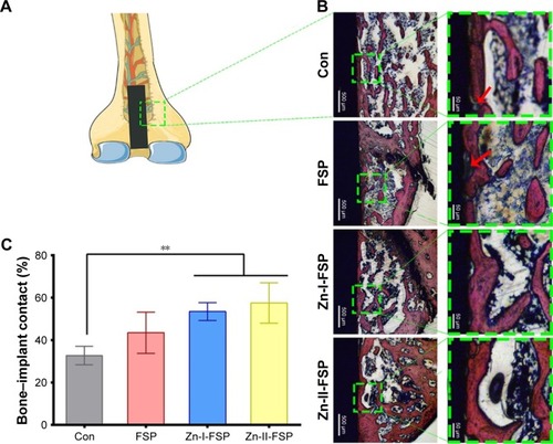 Figure 12 The analysis of histological images and BIC.Notes: (A) The position of the implant in the distal femur. (B) Histological images of each group and partial magnifications (green squares) at 8 weeks after implantation. Red arrows: fibrous connective tissue. (C) BIC results from the histomorphometric measurements; **P<0.01.Abbreviations: BIC, bone–implant contact; Con, control group; FSP, friction stir processing; Zn, zinc.