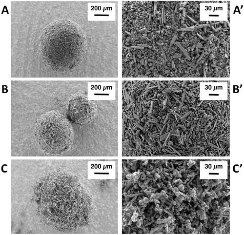 Figure 1. SEM images depicting the morphology of ribavirin-excipient agglomerates obtained with (A–A’) mannitol/lecithin microparticles (AM1); (B–B’) chitosan/lecithin microparticles (AM2), and (C–C’) α-cyclodextrin/lecithin microparticles (AM3) at 250× and 1200× magnification.