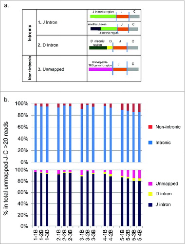 Figure 6. The analysis of unmapped T cell receptor β chains (TRB) cDNA reads from five non-small cell lung cancer (NSCLC) patients who had been treated with cancer therapeutic vaccines. TRB reads containing identified J and C segments and the unmapped part of at least 20bp were extracted, termed as “unmapped-J-C > 20bp reads”, and then attempted to assign to the genomic reference sequences. (a) The classification of TRB unmapped-J–C > 20bp reads. Two major groups (a intronic group and a non-intronic group) and four subgroups (subgroup 1: J Intron, subgroup 2: D Intron, subgroup 3: Other reference, subgroup 4: Unmapped) were identified. (b) The proportions of individual groups in the total TRB unmapped-J-C > 20bp reads (two major groups in the upper panel; four subgroups in the lower panel).