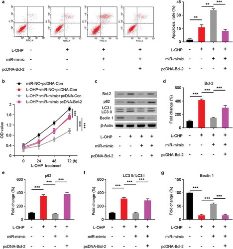 Figure 4. MiR-153-5p could inhibit cells autophagy.