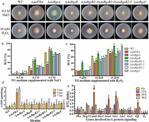 Figure 4. Comparison of stress resistance, intracellular cAMP levels, and mRNA of G protein signaling components between WT and ΔAoRgs mutants. A. Colony morphologies of the WT and ΔAoRgs mutants after incubation on TG medium containing NaCl and H2O2. B. RGI values of the fungal strains incubated on TG medium containing 0.1–0.3 M NaCl for 7 days. C. RGI values of the fungal strains incubated on TG medium containing 5–15 mM H2O2 for 7 days. D. Intracellular cAMP levels in the hyphae were measured after the WT and ΔAoRgs mutants were cultured in PD broth for 3, 5, and 7 d. E. The relative transcript levels of genes encoding proteins involved in G protein signaling in the WT and ΔAoFlbA mutant. The WT and ΔAoFlbA mutant were incubated in PD broth at 28°C for 7 days. Mycelia were collected and induced by nematodes for 12, 24, 36, and 48 h. Error bars: standard deviation, asterisk: significant difference between the ΔAoRgs mutants and the WT strain (Tukey’s HSD, P < 0.05)