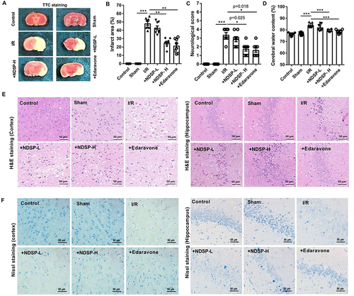 Figure 3 NDSP decreases I/R-induced cerebral injury in vivo. (A) Representative images of TTC-stained rat brain tissue. (B) Infarct area of each treatment group. (C) Neurological deficit scores in each treatment group. (D) Cerebral water content. (E) Representative images of H&E staining (400× magnification, scale bar: 50 μm). (F) Representative images of Nissl staining (400× magnification, scale bar: 50 μm). Data presented as mean ± SEM (n = 8; statistical analysis performed by SPSS 29.0 software or GraphPad Prism (version 7.03); *P < 0.05, **P < 0.01, ***P < 0.001).
