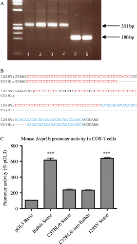 Figure 1.  (A) PCR analysis of the microsatellite region in the 5′ promoter of the mouse Avpr1b gene using genomic DNA from three different mouse strains (1, 2, Balb/cOlaHsd; 3, 4, 129S2/SvHsd; 5, 6, C57BL/6JOlaHsd). The PCR products were generated using 100 ng genomic DNA, 0.5 units of AmpliTaq polymerase (Applied Biosystems, Warrington, UK) and primers: upstream 5′ GCG AGC TCT TTC ACA CAT GCC TAG G 3′ incorporating SacI restriction site (underlined); downstream 5′ CAG GAT CCA CTG AGC ACC AAC TCA C 3′ incorporating a BamH1 restriction site (underlined) with cycling conditions of 95°C 1 min followed by 40 cycles of 94°C for 1 min, 62.5°C 1 min, 72°C 30 s followed by a final 72°C step for 10 min and a 4°C soak. Gel electrophoresis (2% agarose) of a 15-μl sample from the 50-μl reaction volume revealed a 301 bp product (bp1755–2055) with Balb/cOlaHsd and 129S2/SvHsd DNA templates and a ∼186 bp product with C57BL6J/OlaHsd strain DNA template. The PCR products were subcloned into pGEM4Z vector using Bam-H1 and Sac-1 restriction enzymes and sequenced. (B) Alignment of 129SV and C57BL strain microsatellite sequences between bases 1801 and 1988 of Genbank Acc#AF152533 (ending 824 bases upstream of the initiating ATG codon). Microsatellite CA and CT repeats are highlighted with dashes representing nucleotides that are absent in the C57BL mouse 5′ promoter region that gives rise to the shorter sequence. The longer form is present in 129/Svj, J1, SWR/J, AKR/J, FVB and CD1 (USA) 129S2/SvHsd and Balb/cOlaHsd (UK) strains, whereas the shorter form is in C57BL/6Ncr (USA), C57BL/6JOlaHsd (UK) and C57BL/6J (USA) strains. (C) Fragments of 5′ Avpr1b gene promoter region incorporating the microsatellite repeats were generated by PCR using 100 ng genomic DNA, Herculase II Fusion DNA polymerase (Stratagene (Agilent Technologies), Stockport, UK), and primers corresponding to a ∼1.1 kb region of the mouse Avpr1b gene (from bp1755–bp2823, Genbank accession number AF152533) using genomic DNA extracted from the Balb/c, C57BL/6 and 129 Sv mouse strains (Harlan, Bicester, UK). Amplified fragments from each strain were then subcloned into a pGL3 basic dual-luciferase reporter assay system (Promega, Southampton, UK) for expression in COS-7 cells. Values (mean ± SEM) are expressed as a percentage of control pGL3 basic activity. The promoter activity of vectors containing Balb/c and 129 Sv constructs is ∼3 × greater than that of C57BL/6 (*** = P < 0.001). When the Balb/c microsatellite region was replaced with the C57BL/6 microsatellite sequence in the Balb/c reporter construct, activity diminished to that of the C57BL/6 strain.