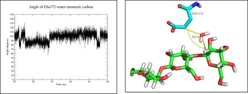Figure 13. The angle of Glu172-water molecule-anomeric carbon of β-1,3/1,4-glucan.