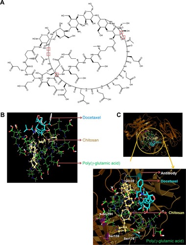 Figure 1 In silico modeling studies.Notes: (A) ChemDraw generated structure of γ-PGA Nps formed by the polyionic complexation between anionic γ-PGA cross-linked with cationic chitosan. Lowest binding energy conformation of CET MAb and DOCT within γ-PGA Np assembly obtained by in silico docking calculations for (B) nontargeted Nps (DOCT-γ-PGA Nps) and (C) targeted Nps (CET MAb-DOCT-γ-PGA Nps).Abbreviations: γ-PGA, poly(γ-glutamic acid); CET MAb, cetuximab monoclonal antibody; DOCT, docetaxel; Np, nanoparticle.