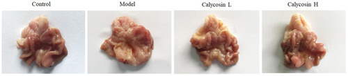 Figure 3 Macroscopic changes of gastric mucosa in different groups after 26 weeks.