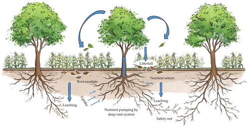 Figure 1. Nutrient pumping and cycling in agroforestry system (Adapted from: Fahad et al., Citation2022).