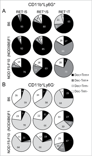 Figure 5. Major changes in subsets of myeloid cells are associated with the NOD genetic background. Spleen (S) and tumor (T) CD11b+Ly6G+ (A) and CD11b+Ly6G− (B) cells were gated electronically and the percentages of cell subsets defined by Dectin-1/Trem-1 double labeling were determined and are depicted using pie charts. Dec, Dectin-1; Trm, Trem-1.