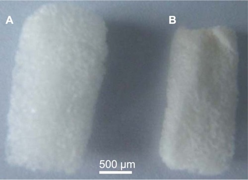 Figure 1 Microscope images of 5-fluorouracil-loaded hemostatic gelatin sponges. (A) Blank hemostatic gelatin sponge and (B) 5-fluorouracil-loaded hemostatic gelatin sponge.