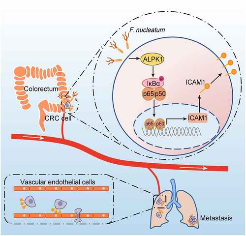 Figure 7. Schematic diagram of F. nucleatum-induced ALPK1/NF-κB/ICAM1 axis regulating the metastasis of CRC. The high abundance of F. nucleatum in gut activates NF-κB signaling of CRC cells through a newly identified pattern recognition receptor ALPK1, thereby promotes the expression of ICAM1, which is critical for F. nucleatum-induced CRC cell-endothelial cell adhesion, extravasation and metastasis.