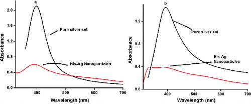 Figure 4. UV/Vis absorption spectrum of pure Ag and His–Ag colloidal solution for the (a) MS and (b) US methods.