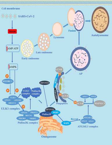 Figure 1. Autophagy and its mechanism in COVID-19. The autophagy process can be divided into four stages: (1) initiation, (2) nucleation, (3) expansion, and (4) maturation/degradation. In the initial stage, bioenergy stress in the host cell increases after SARS-CoV-2 invasion, thus increasing the level of cytoplasmic AMP: ATP, leading to activation of AMPK and phosphorylation/deactivation of MTORC1. Then in the nucleation stage, the ULK1 complex is activated, thus activating the PtdIns3K complex and producing a PtdIns3P-rich area (PtdIns3P) on the surface of omegasomes. PtdIns3P then recruits the WIPI and ZFYVE1 proteins that bind to the omegasome. In the expansion stage, ATG7 and ATG3 synergistically prime MAP1LC3/LC3, WIPI proteins recruit conjugation factors, including the ATG16L1 complex, leading to the conjugation of MAP1LC3/LC3 to phosphatidylethanolamine (generating LC3-II) to form APs. The last stage is maturation/decomposition, APs and lysosomes fuse to form autolysosomes. Substances wrapped in APs are degraded.