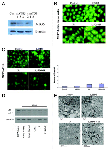 Figure 4. Silencing of ATG5 in MCF-7 cells. MCF-7 cells were stably transfected with either an empty vector or with a plasmid for the silencing of ATG5. (A). ATG5 levels are shown by western blotting comparing control vector transfected cells to those with ATG5 knockdown; all subsequent studies utilized the shATG5 1-3-3 clones. (B) Vector MCF-7 cells were exposed to radiation alone (5×2 Gy), or 1,25D3 prior to irradiation and autophagy was monitored by acridine orange staining. (C) MCF-7/ATG5- cells were treated identically to vector control cells in B; average number of AVOs per cell were counted in three fields for each condition. (D) LC3-I and LC3-II levels were monitored by western blotting 24 h post-irradiation in MCF-7/ATG5− cells and compared with Control MCF-7 parental cells. Actin was utilized as a loading control. Serum starvation was used as a positive control for autophagic flux. (E) Electron microscopy imaging for autophagosomes. Scale bars indicate magnification.