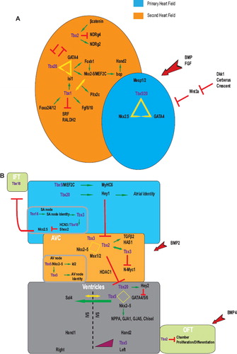 Figure 3. T-box proteins are involved in a complex network of interactions during heart development. (A) Combinatorial interactions of T-box proteins with a number of transcriptional factors function to regulate primary and secondary heart field identities early on in cardiac development. (B) Cardiac specification is tightly modulated and involves different T-box proteins that act in concert to direct distinct regulatory networks promoting proper cardiac architecture. Aberrations in these networks have been linked to congenital cardiac defects. See text for more details. Red arrows represent inductive stimuli. Red perpendicular lines indicate inhibition whereas yellow triangles, squares and arrows indicate interactions. Positive regulatory effects are shown in green.