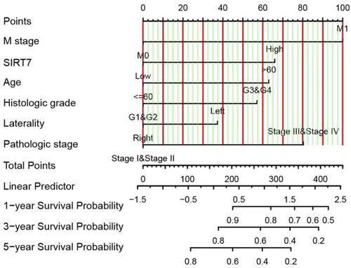Figure 6 A nomogram capable of predicting the 1-, 3-, and 5-year OS of KIRC patients. To estimate patient survival odds, a straight line is drawn upwards from the appropriate point on each variable scale to the points axis, and the sum of these points was then determined. The Total Points scale was then used to assess survival probability by drawing a straight line downward from the Total Point value to the appropriate Survival Probability scale.