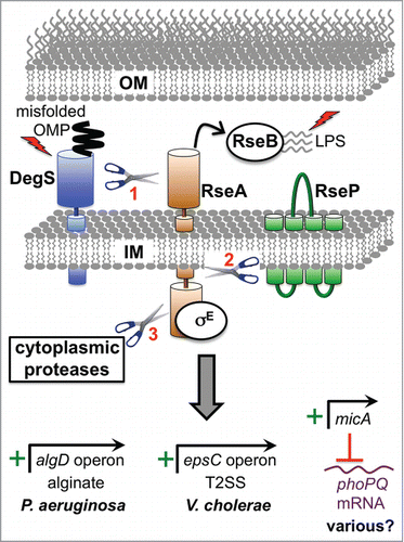 Figure 1. Examples of direct virulence gene regulation by the RpoE ESR. Two inducing signals (shown as lightening bolts) are required for activation. One is binding of a misfolded outer membrane protein (OMP) to DegS (AlgW in P. aeruginosa), which causes a conformational change that induces its proteolytic activity. The other is off-pathway LPS molecules, which bind to RseB (MucB in P. aeruginosa) and dissociate it from the antisigma factor RseA (MucA in P. aeruginosa). Both signals are required in order for DegS to cleave the periplasmic domain of RseA. The truncated RseA is then cleaved by the IM protease RseP (MucP in P. aeruginosa). This releases the cytoplasmic domain of RseA in complex with RpoE (σE; AlgU/T in P. aeruginosa), which is degraded by cytoplasmic proteases to release RpoE. RpoE-containing RNA polymerase binds directly to the algD promoter to induce alginate biosynthesis in P. aeruginosa and to the epsC promoter to induce T2SS production in V. cholerae. In E. coli K-12 the micA promoter is RpoE-dependent and drives the production of a non-coding sRNA that inhibits phoP translation (RpoE also induces 2 other sRNAs, RybB and MicL, which are not shown; see text). The predicted base pairing between MicA sRNA and phoPQ mRNA is conserved in pathogens including Salmonella, Shigella and Enterobacter. Therefore, RpoE might downregulate the virulence-associated PhoPQ regulon in multiple species. Mucoid P. aeruginosa strains from the lungs of individuals with cystic fibrosis most often have mutations that destroy antisigma factor RseA/MucA function, which leads to constitutive activation of RpoE, high algD operon expression and the production of large amounts of the exopolysaccharide, alginate.