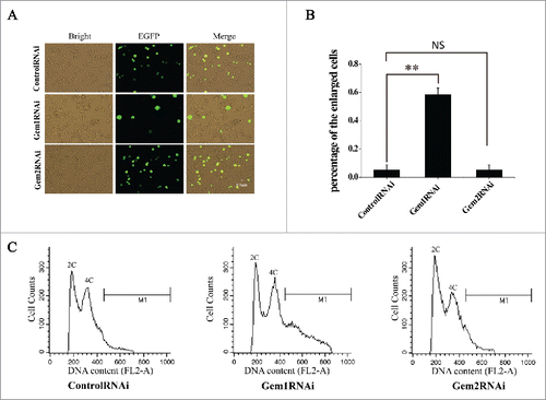 Figure 5. Knockdown of BmGeminin1 or BmGeminin2 in BmN-SWU1 cells with RNA interference. (A) Morphological changes in BmN-SWU1 cells after transfection with BmGeminin1 or BmGeminin2 miRNA. Green fluorescence represents the transfection positive cells. (B) Statistical analysis of the percentage of enlarged cells among the transfection positive cells. (C) DNA content and cell cycle analysis of BmN-SWU1 cells transfected with BmGeminin1 or BmGeminin2 by flow cytometry. 2C and 4C correspond to the DNA content of a normal diploid genome. M1 represents aneuploidy and C represents chromatin-value.