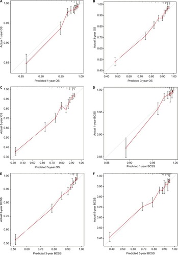 Figure 3 External calibration curves for the 1-, 3-, and 5-year OS (A–C) and BCSS (D–F).Notes: The 45° line represents an ideal match between the actual survival (Y-axis) and the nomogram-predicted survival (X-axis). The perpendicular line indicates the 95% CIs.