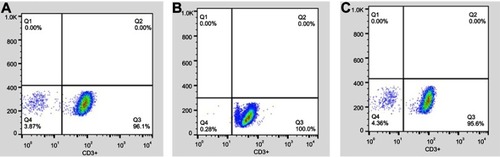 Figure 2 Purity of isolated T cells as determined by flow cytometry in blood samples of AAA (A), AOD (B), and HC (C).Abbreviations: AOD, aortic atherosclerotic occlusive disease; HC, healthy controls; AAA, abdominal aortic aneurysm.