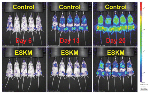 Figure 1. Therapy of disseminated SET2 (human AML cell line) in NSG mice by use of ESKM TCRm. Mice were treated as describedCitation26 starting on day 6 with biweekly ESKM 100 µg IP (top row) or no therapy (bottom row). Luciferase bioluminescent imaging was used to quantify the leukemia cells. Leukemia burden was reduced more than 30 fold in this experiment.