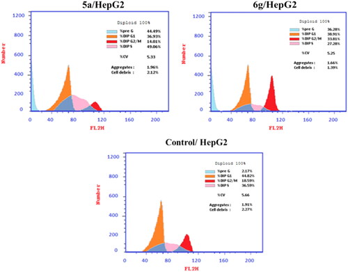 Figure 4. Flow cytometry analysis of DNA ploidy in HepG-2 cells after treatment with compounds 5a and 6g.