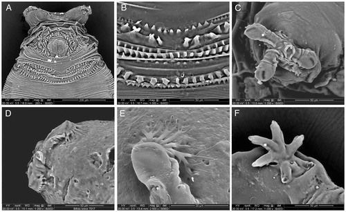 Figure 3. Leptometopa latipes puparium details: anal plate (A), intersegmental spicules (B), posterior spiracle (C, D) and filaments emanating from perispiracular glands (E), anterior spiracle (F).