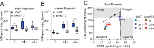 Figure 7. Metabolic transition of differentiating HC11 cells is impaired by loss of Atg7. (A) Basal OCRs and (B) maximal OCRs in shNT and shAtg7_2 HC11 cell lines. (C) Energy phenotypes in shNT and shAtg7_2 HC11 cell lines (n = 2, ≥9 replicates per experiment). U: undifferentiated; h: hours differentiated. Data are presented as mean ± standard deviation. Box and whisker plots are presented from the 25th to 75th percentile, with the line at the median and the whiskers extending to the minimum and maximum values. Statistical significance was evaluated with student t-tests relative to the shNT cell line. * p < 0.05, ** p < 0.01
