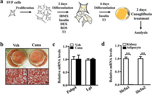 Figure 1. Isolation and differentiation of primary adipocyte. Differentiated primary adipocytes were treated with Canagliflozin (Cana) 10 μM or vehicle for 48 h. (a) Flow chart of isolation and differentiation of primary adipocyte. (b) Oil red staining of differentiated adipocytes. Scale bar, 50 μm. All representative images were repeated in at least three independent experiments. (c) Fabp4 and Lpl mRNA levels in differentiated adipocytes. (d) Slc5a1 and Slc5a2 mRNA levels in kidney from C57BL/6 J male mice and differentiated adipocytes. All group data subjected to statistical analysis were repeated in at least three independent experiments, each in duplicate or triplicate. Data are presented as mean ± SEM and *p < 0.05, **p < 0.01 compared to control group. IBMX, isobutyl-methylxanthine, DEX, dexamethasone; ROS, rosiglitazone