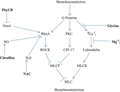 Figure 1 Regulation of bronchial constriction. Nutraceuticals with potential for intervening in this process are highlighted in bold. i–intracellular.