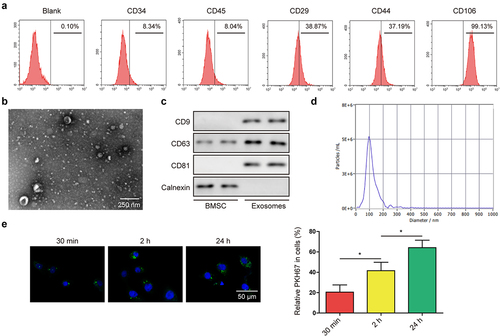 Figure 1. Identification of BMSC and BMSC-derived exosomes.(a and b) proliferative ability of BC cells after incubating with BMSC-derived exosomes (BMSC-Exo) or not was evaluated by CCK-8 and colony formation assays. (c and d) impacts of BMSC-Exo incubation on BC cell migration and invasion were estimated by wound healing and transwell assays, respectively. (e) flow cytometry analysis was carried out to assess the apoptosis of BC cells treated with BMSC-Exo. *P < .05, **P < .01.