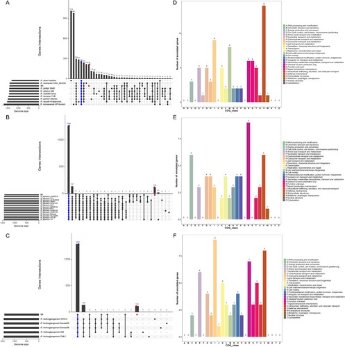 Figure 6. Genomic comparison amongst the B8 and additional SFGRs. (A–C) Upset diagram illustrating the number of core genome, shared orthologous and unique genes among B8 and 9 other SFGRs, B8 and other 14 R. japonica, as well as B8 and other 5 R. heilongjiangensis based on complete genome sequence of the selected strains in the present study. Vertical barplot indicates the number of overlapping genes (intersection size) for each intersection represented by the connected dots. The grey horizontal barplot, reported as “Gene Number,” indicate the total number of genes in each Strain. (D–F) COG annotation and categories assignment based on 216, 119, and 112 B8-unique genes.